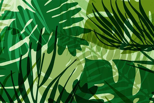 Rädda Regnskog bidrar till att bevara regnskog i Amazonas